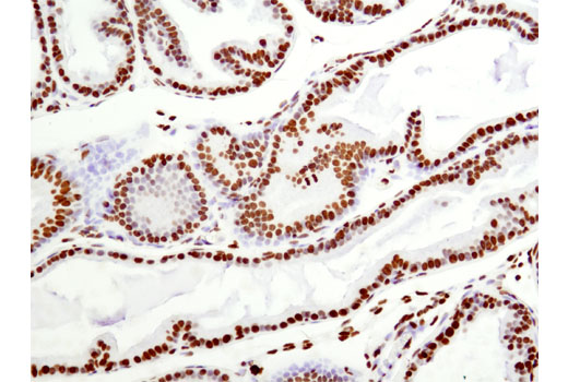 IHC-P (paraffin)